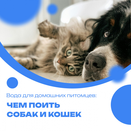 Вода для домашних питомцев: чем поить собак и кошек