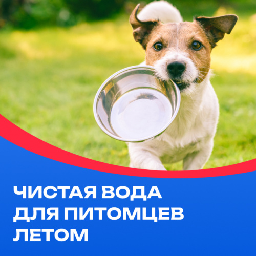 Чистая вода для питомцев летом: правила и важность